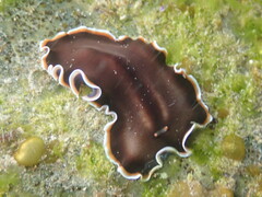 Callioplana marginata