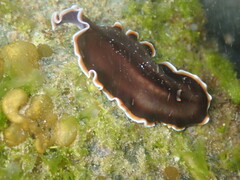 Callioplana marginata