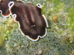 Callioplana marginata