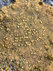 Flavoplaca marina
