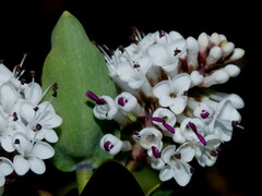 Veronica albicans