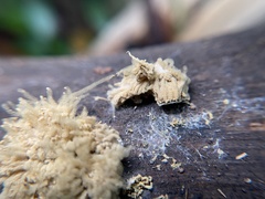 Arcyria obvelata