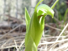 Pterostylis monticola