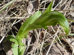 Pterostylis monticola