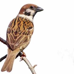 Passer montanus saturatus