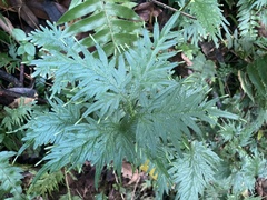 Selaginella plana