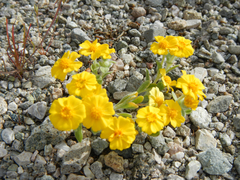Eriophyllum wallacei