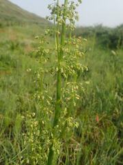 Rumex arcticus