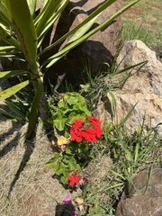 Pelargonium × hybridum