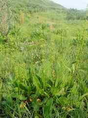 Rumex arcticus