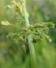 Rumex arcticus