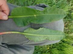 Rumex arcticus