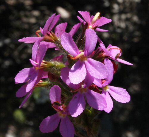 Stylidium hirsutum