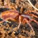 Hutton's Spider - Photo (c) Gonzalo Giribet, some rights reserved (CC BY-NC), uploaded by Gonzalo Giribet