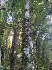 Zanthoxylum martinicense