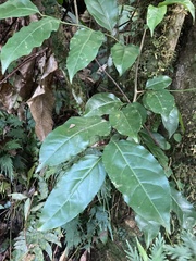 Zanthoxylum martinicense