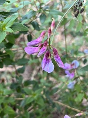 Lathyrus vestitus
