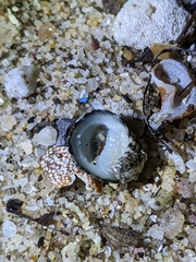 Nerita funiculata
