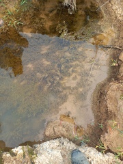 Nitella hyalina
