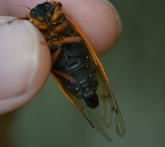 Magicicada cassinii