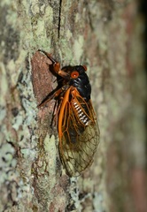 Magicicada cassinii