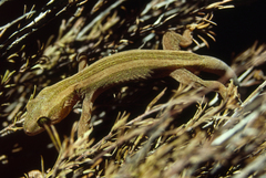 Dactylocnemis matapia