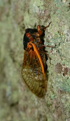 Magicicada septendecim