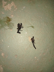 Bothriurus bonariensis