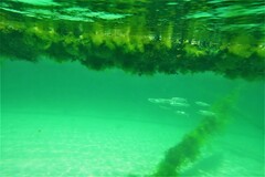 Aldrichetta forsteri