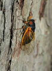 Magicicada septendecula