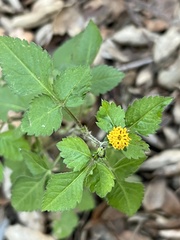 Bidens pilosa pilosa