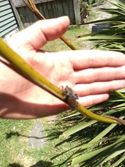 Amphipsalta cingulata