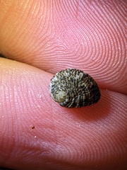 Nerita funiculata