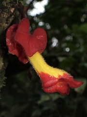 Glossoloma tetragonoides
