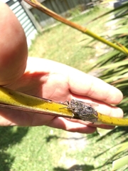 Amphipsalta cingulata