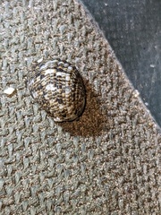 Nerita funiculata