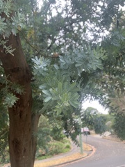 Acacia baileyana