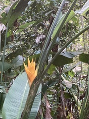 Heliconia caribaea