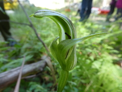 Pterostylis monticola