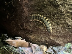 Nyssodesmus python