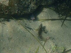 Hypsoblennius gentilis