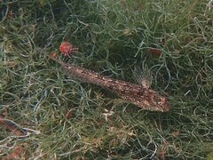 Hypsoblennius gentilis
