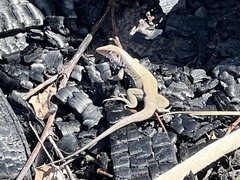 Pholidoscelis erythrocephalus