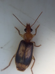 Trigonothops pacifica