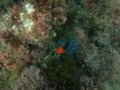 Hypsoblennius gentilis