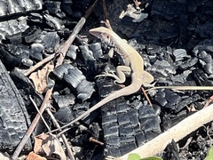 Pholidoscelis erythrocephalus