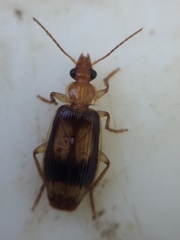 Trigonothops pacifica