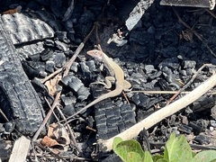 Pholidoscelis erythrocephalus