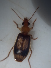 Trigonothops pacifica