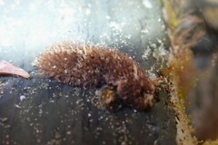 Thysanozoon brocchii